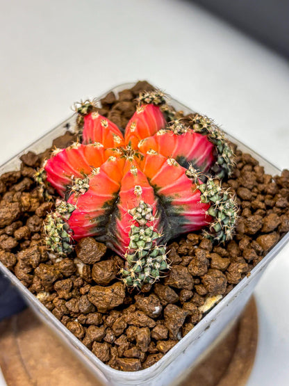 Gymnocalycium Red Chili (gy22) (3) | Special Hybrid cactus
