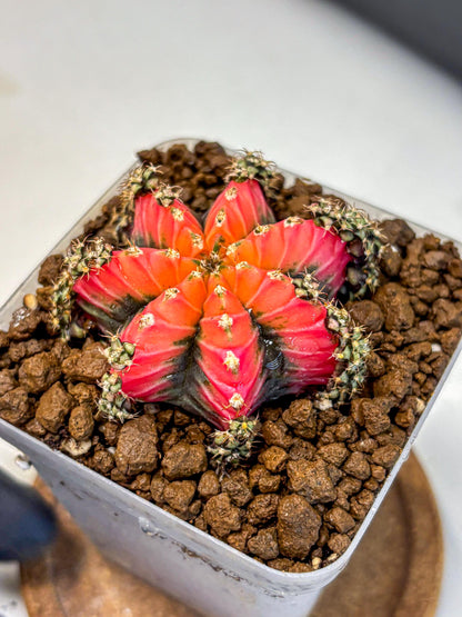 Gymnocalycium Red Chili (gy22) (3) | Special Hybrid cactus