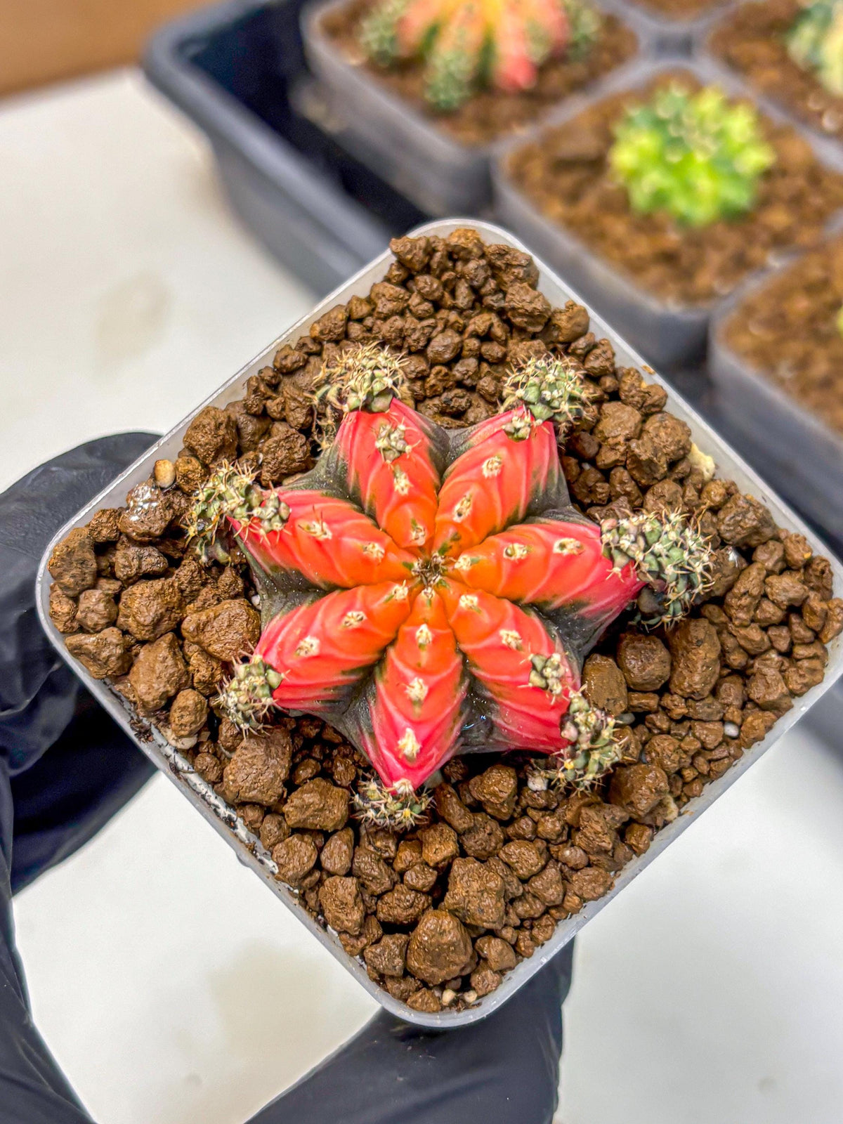 Gymnocalycium Red Chili (gy22) (3) | Special Hybrid cactus