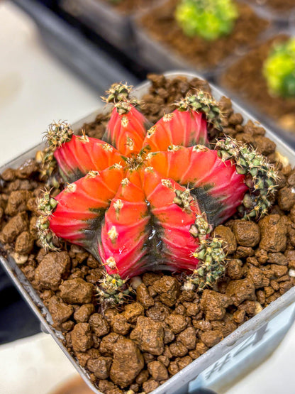 Gymnocalycium Red Chili (gy22) (3) | Special Hybrid cactus