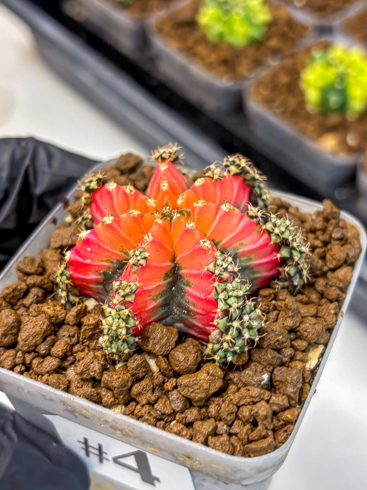 Gymnocalycium Red Chili (gy22) (3) | Special Hybrid cactus