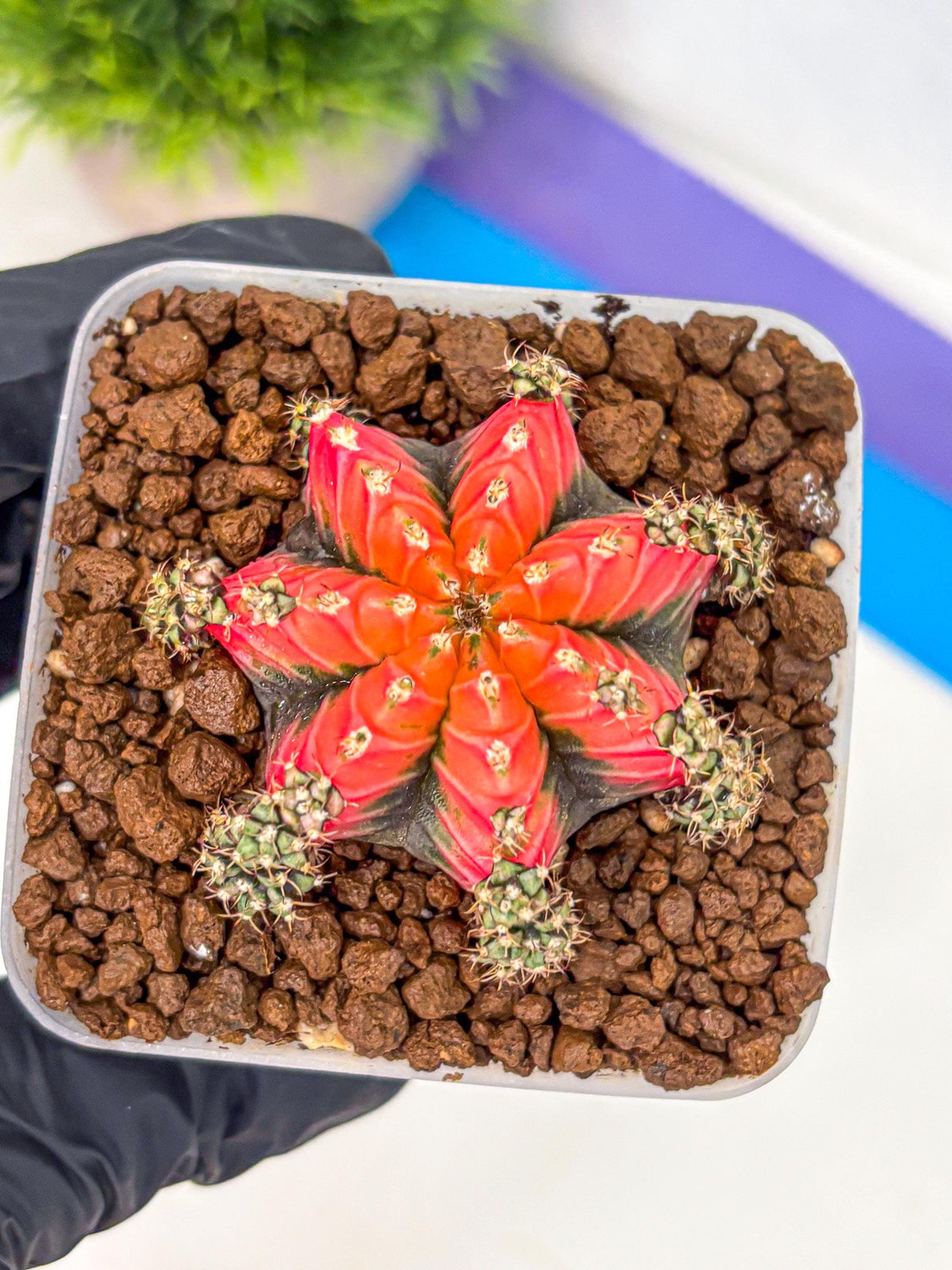 Gymnocalycium Red Chili (gy22) (3) | Special Hybrid cactus