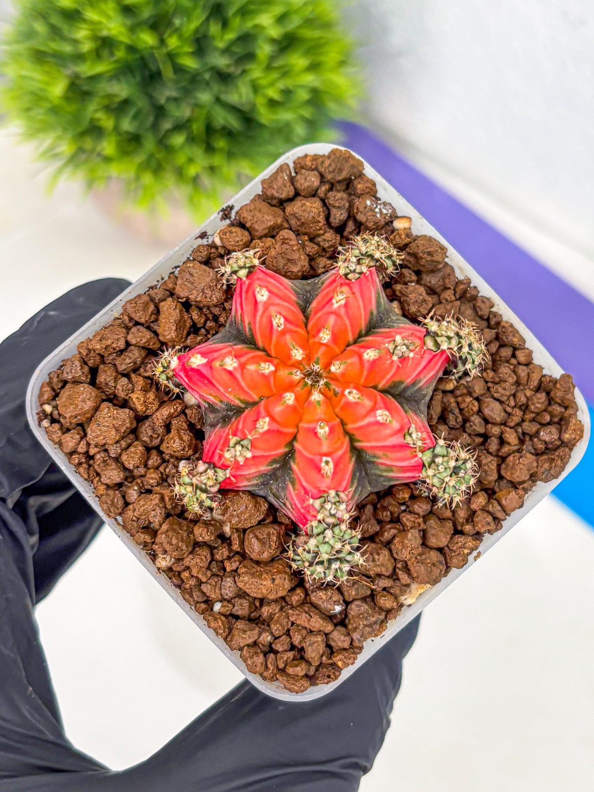 Gymnocalycium Red Chili (gy22) (3) | Special Hybrid cactus