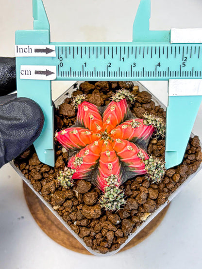 Gymnocalycium Red Chili (gy22) (3) | Special Hybrid cactus