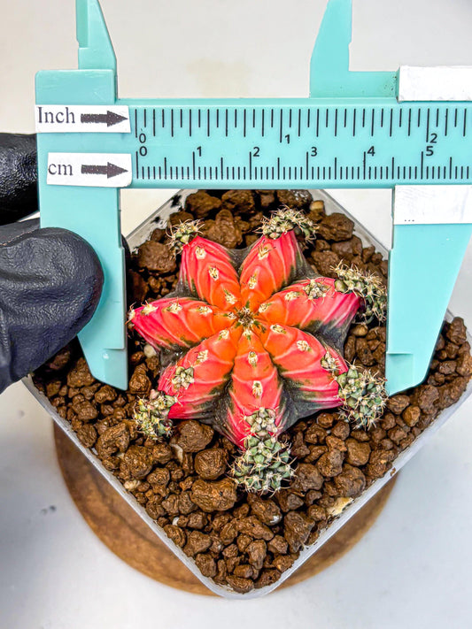Gymnocalycium Red Chili (gy22) (3) | Special Hybrid cactus