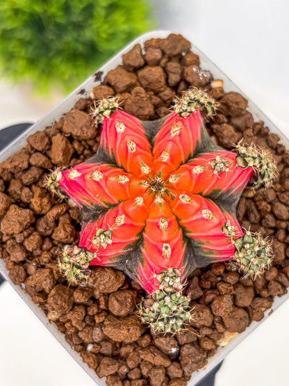 Gymnocalycium Red Chili (gy22) (3) | Special Hybrid cactus