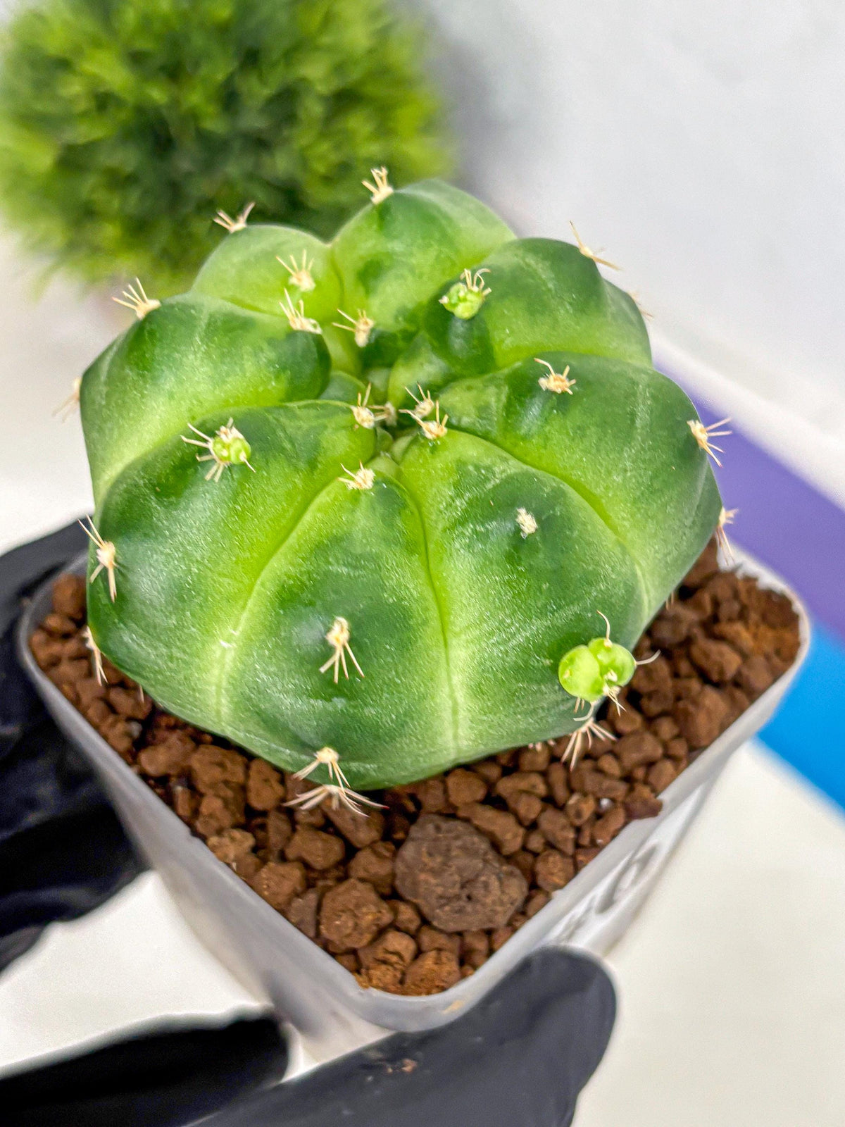 Gymnocalycium Green Marble (gy22) (6) | Hybrid Cactus
