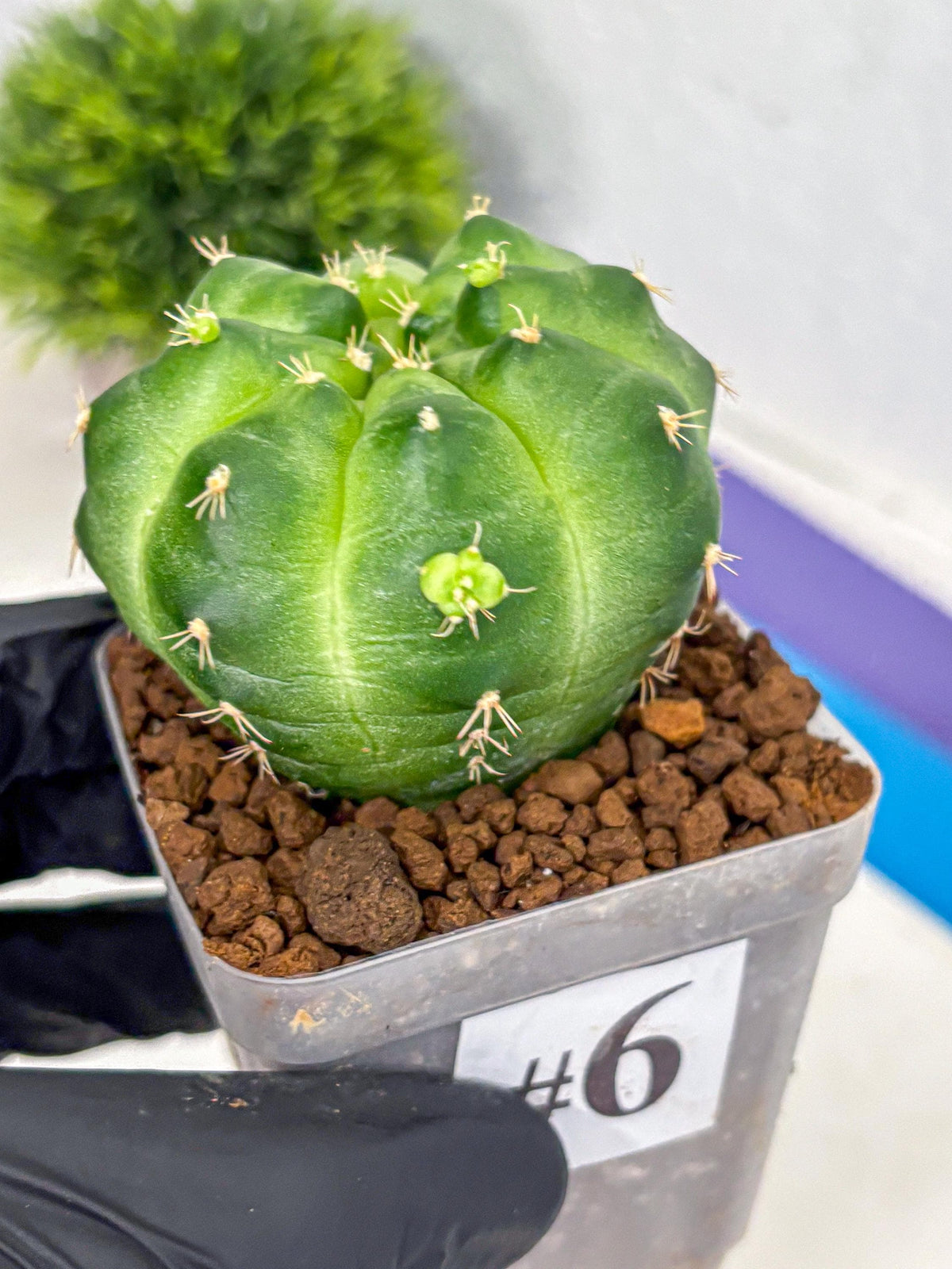 Gymnocalycium Green Marble (gy22) (6) | Hybrid Cactus