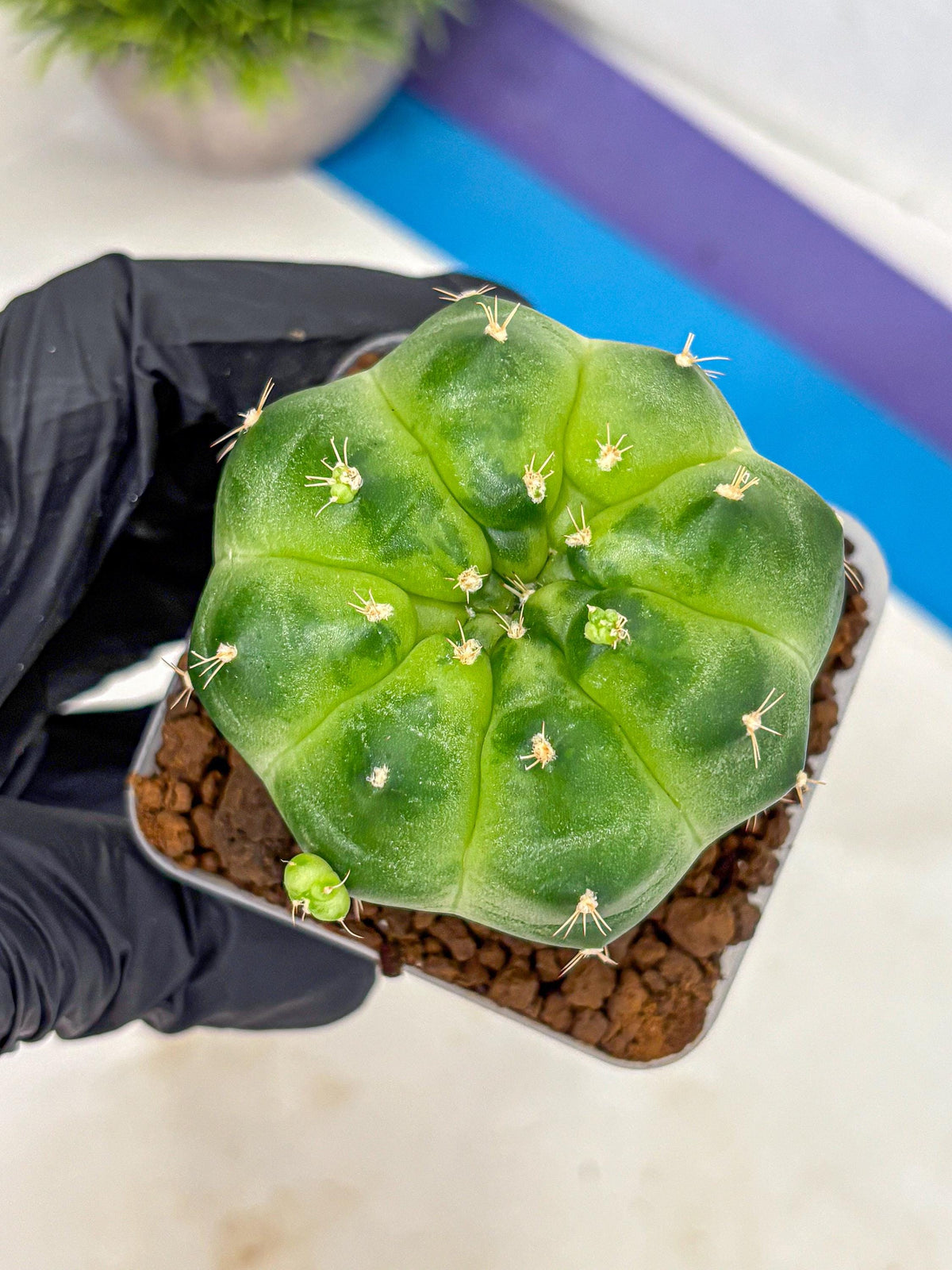 Gymnocalycium Green Marble (gy22) (6) | Hybrid Cactus