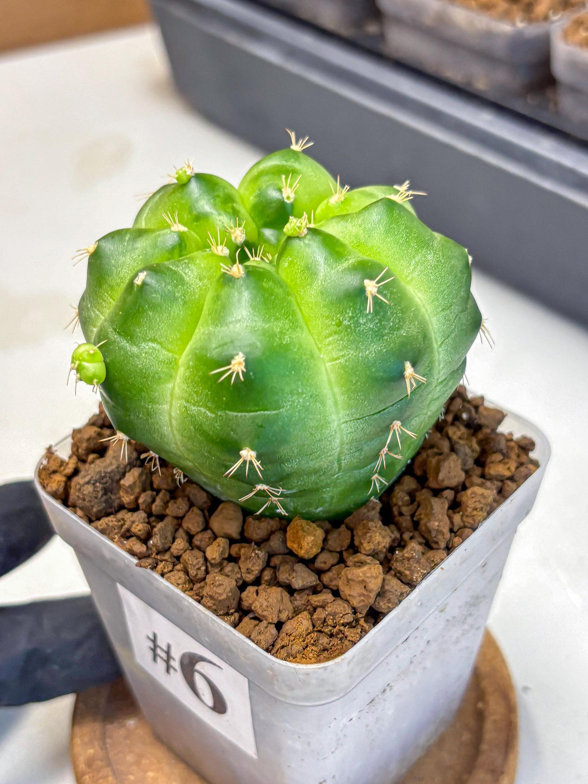 Gymnocalycium Green Marble (gy22) (6) | Hybrid Cactus