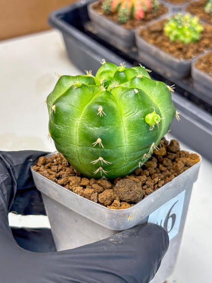 Gymnocalycium Green Marble (gy22) (6) | Hybrid Cactus