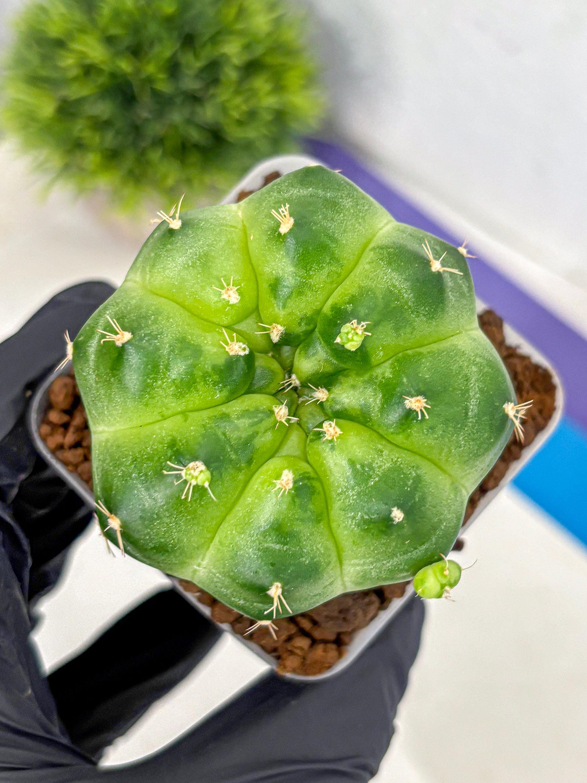 Gymnocalycium Green Marble (gy22) (6) | Hybrid Cactus