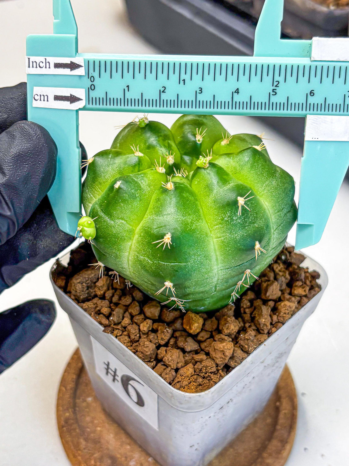 Gymnocalycium Green Marble (gy22) (6) | Hybrid Cactus