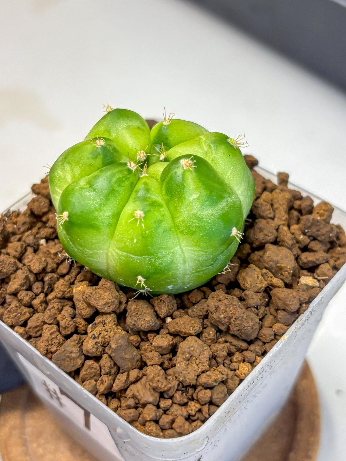 Gymnocalycium Green Marble (gy22) (7) | Hybrid Cactus