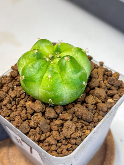 Gymnocalycium Green Marble (gy22) (7) | Hybrid Cactus