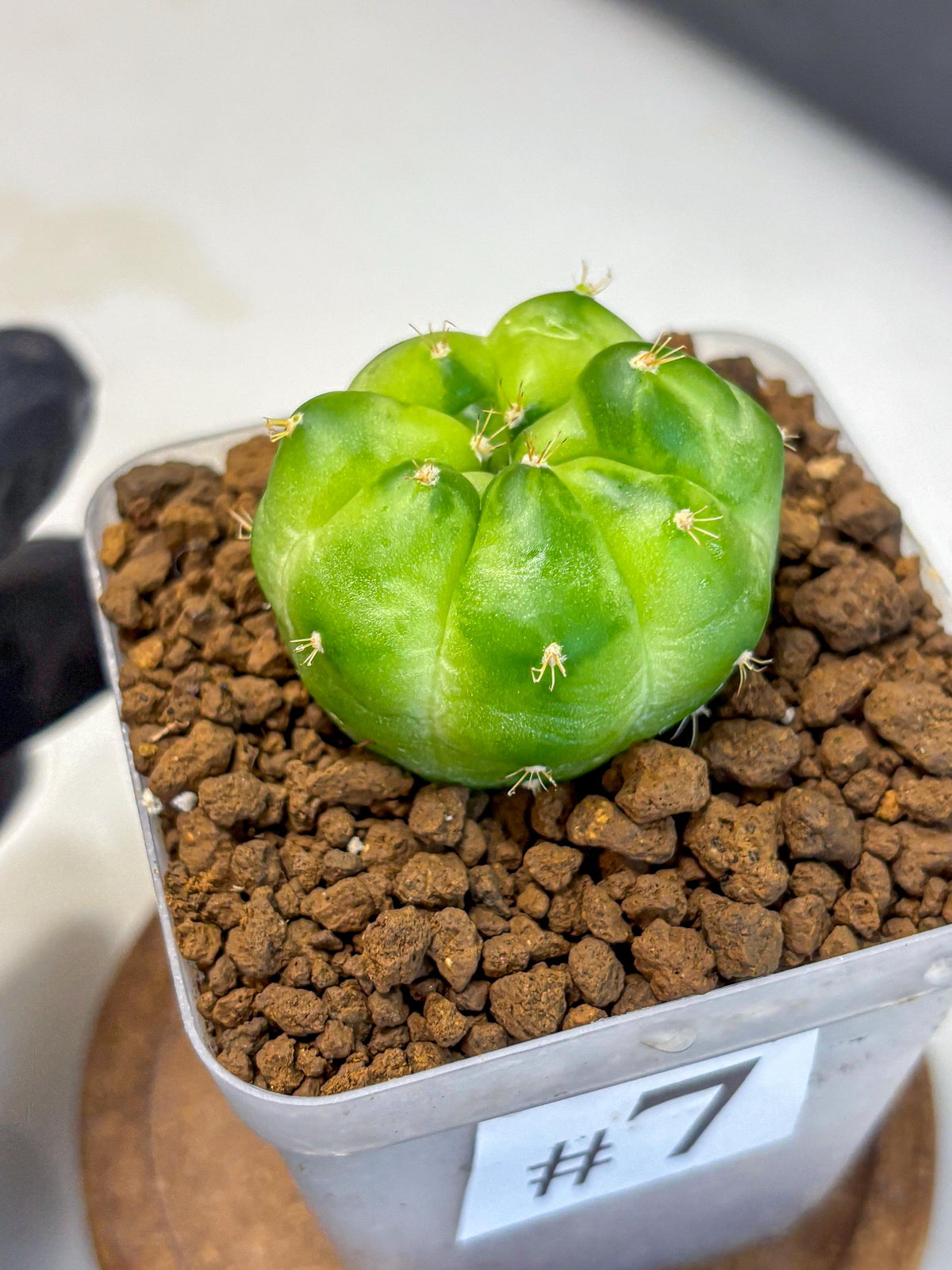 Gymnocalycium Green Marble (gy22) (7) | Hybrid Cactus