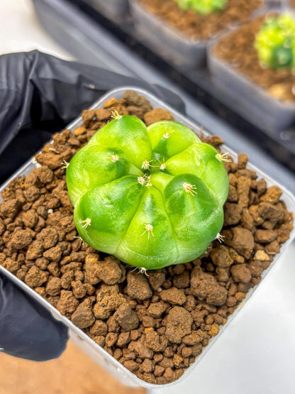 Gymnocalycium Green Marble (gy22) (7) | Hybrid Cactus