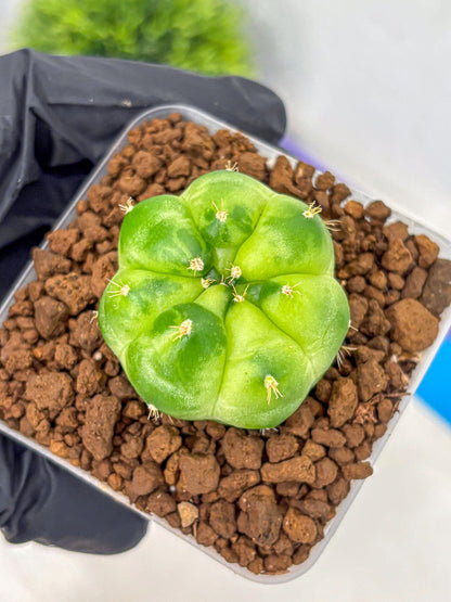 Gymnocalycium Green Marble (gy22) (7) | Hybrid Cactus