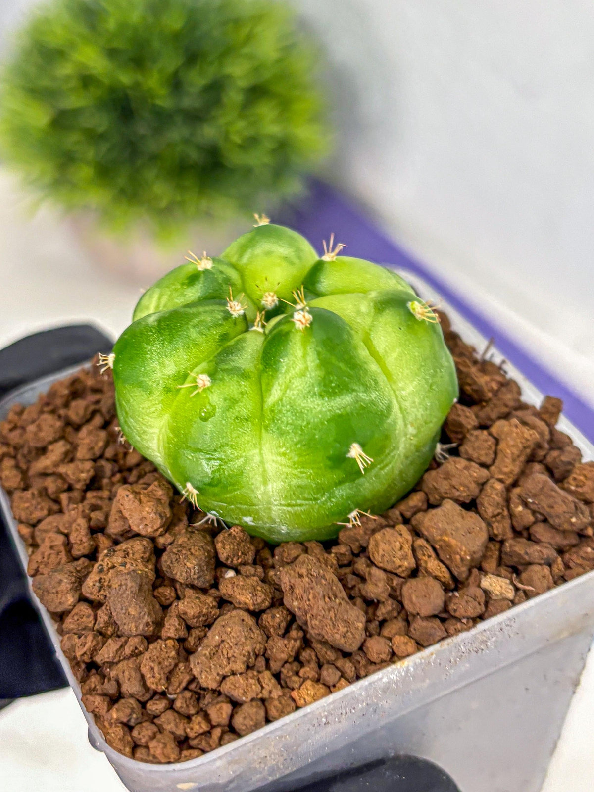Gymnocalycium Green Marble (gy22) (7) | Hybrid Cactus
