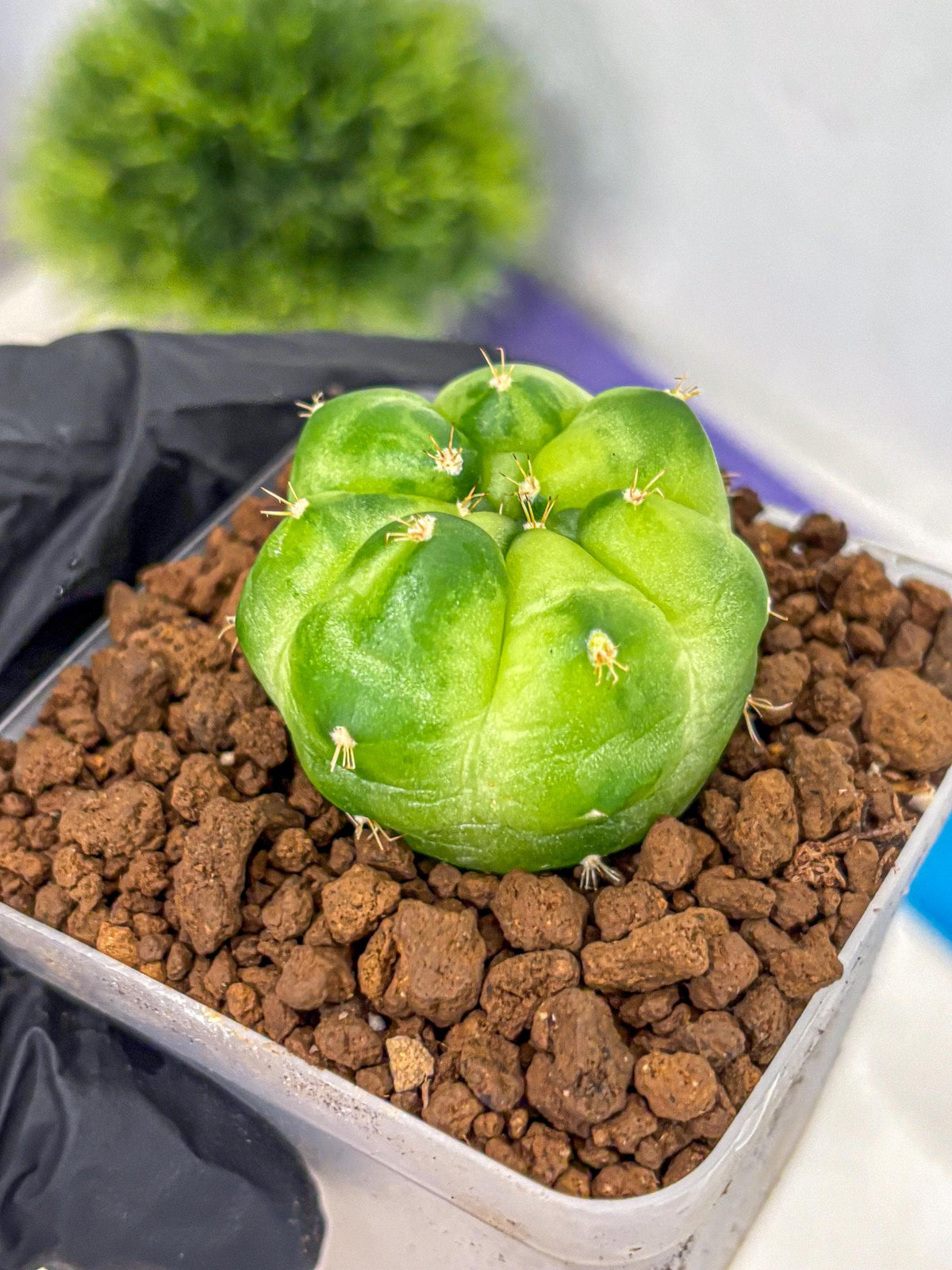 Gymnocalycium Green Marble (gy22) (7) | Hybrid Cactus