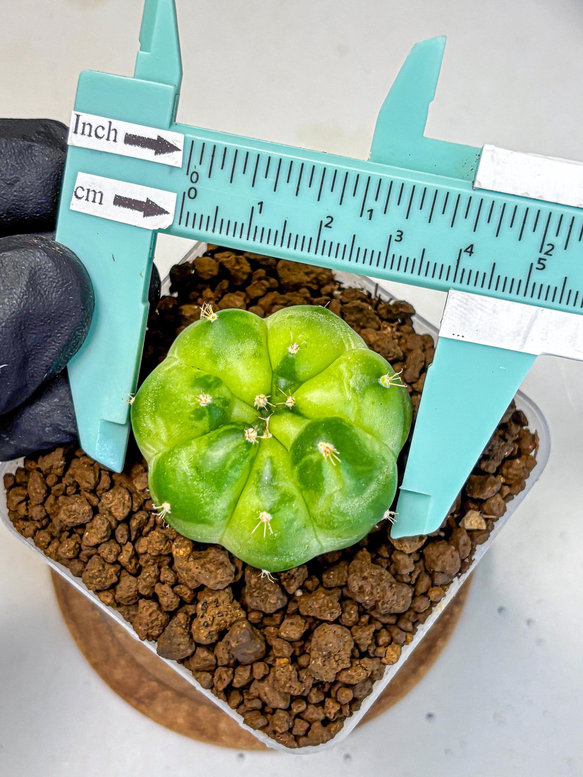 Gymnocalycium Green Marble (gy22) (7) | Hybrid Cactus