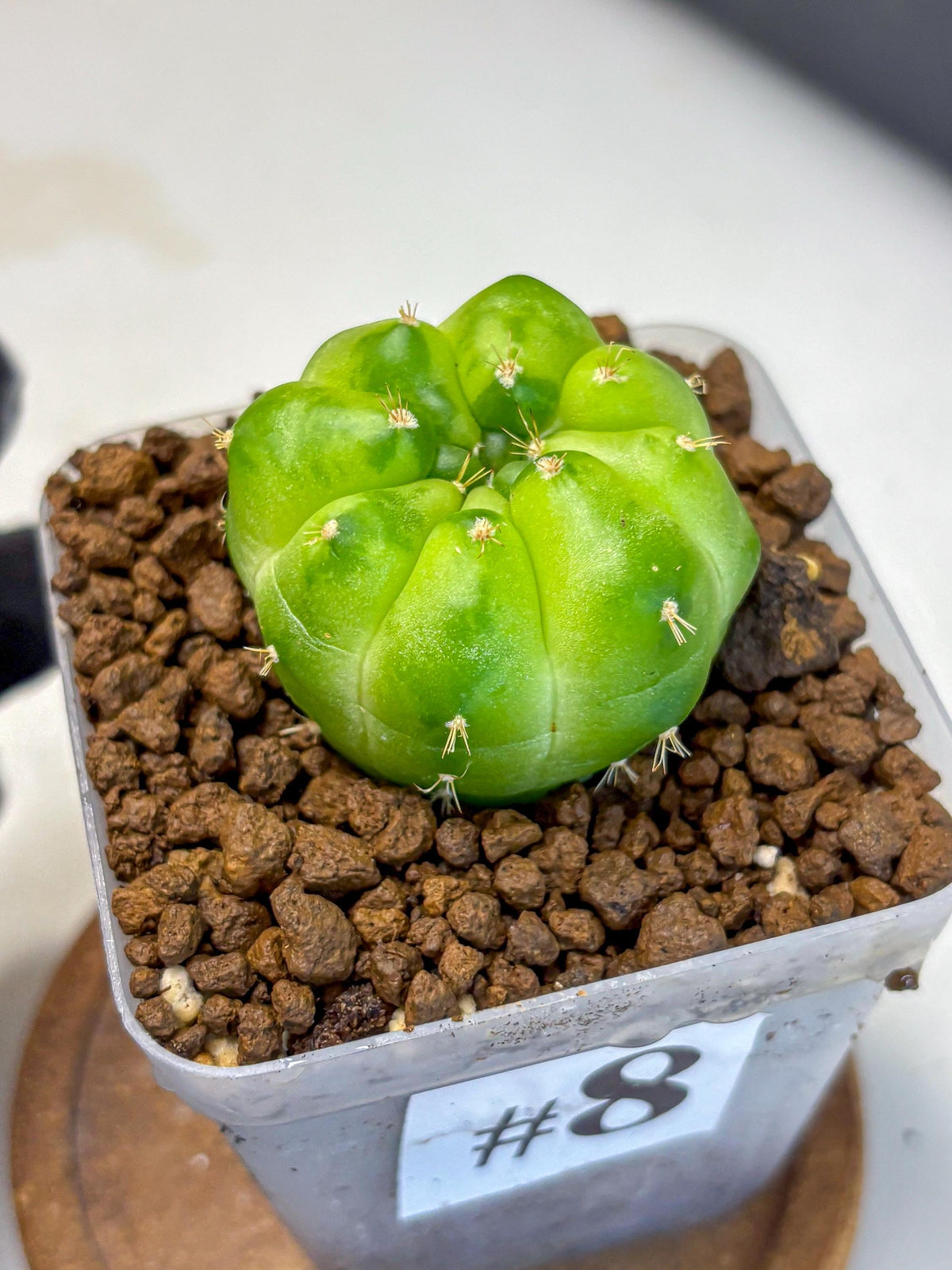 Gymnocalycium Green Marble (gy22) (8) | Hybrid Cactus