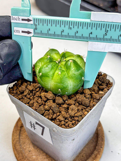 Gymnocalycium Green Marble (gy22) (7) | Hybrid Cactus