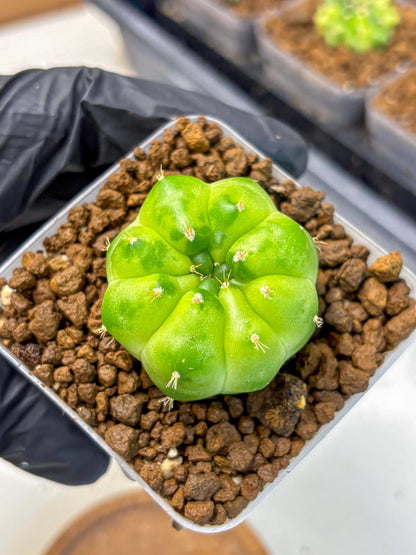 Gymnocalycium Green Marble (gy22) (8) | Hybrid Cactus