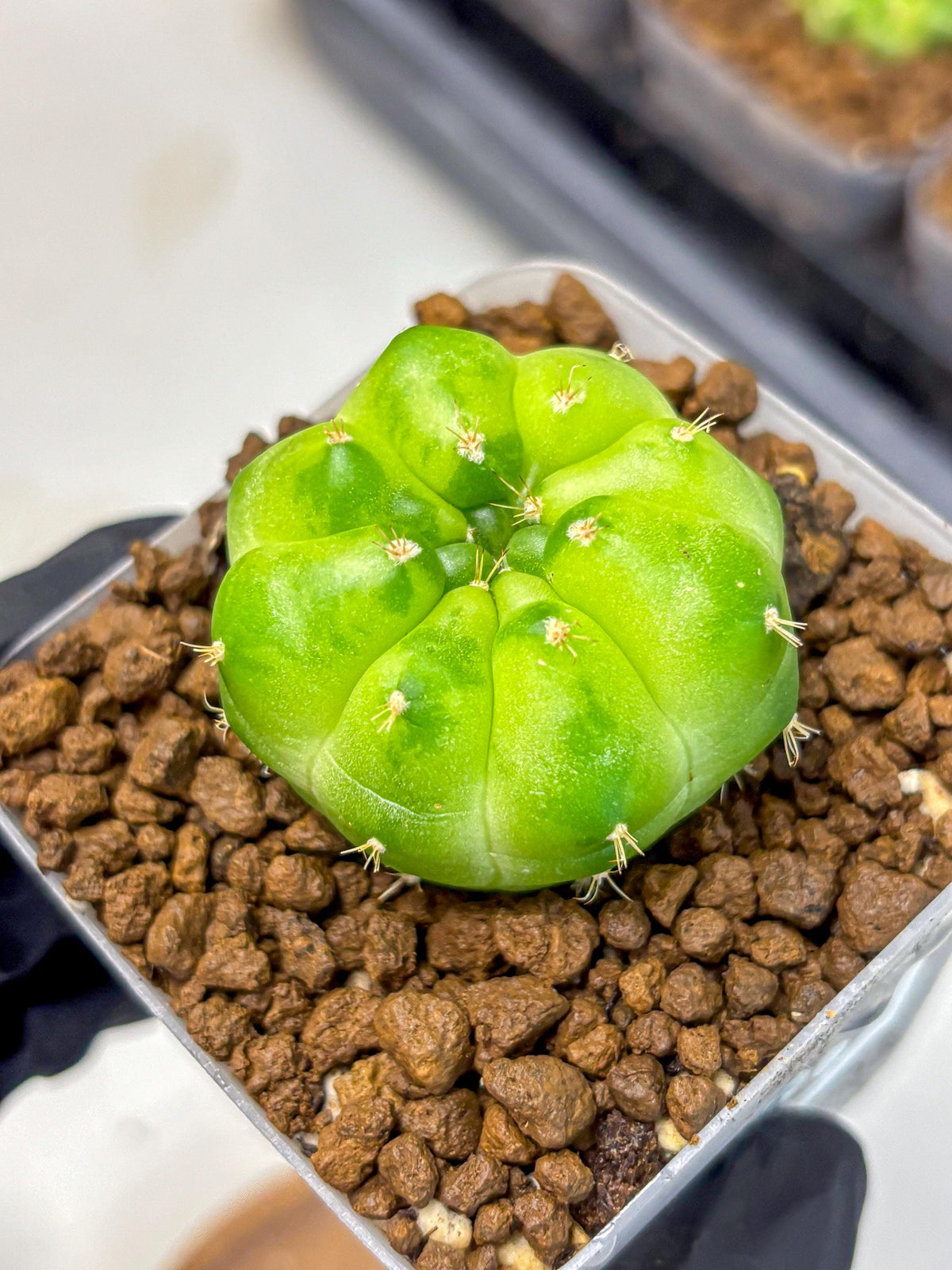 Gymnocalycium Green Marble (gy22) (8) | Hybrid Cactus