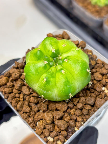 Gymnocalycium Green Marble (gy22) (8) | Hybrid Cactus