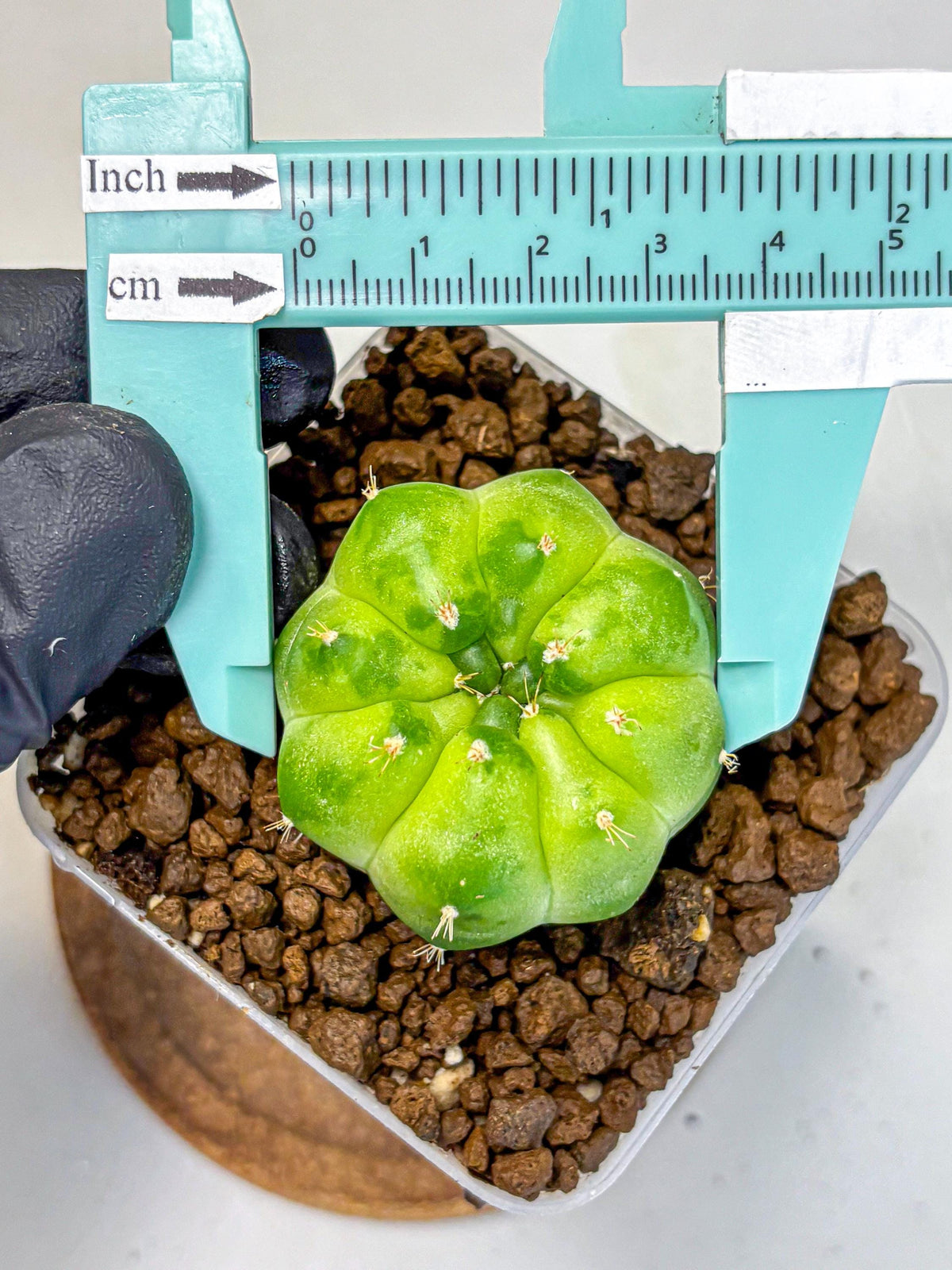 Gymnocalycium Green Marble (gy22) (8) | Hybrid Cactus