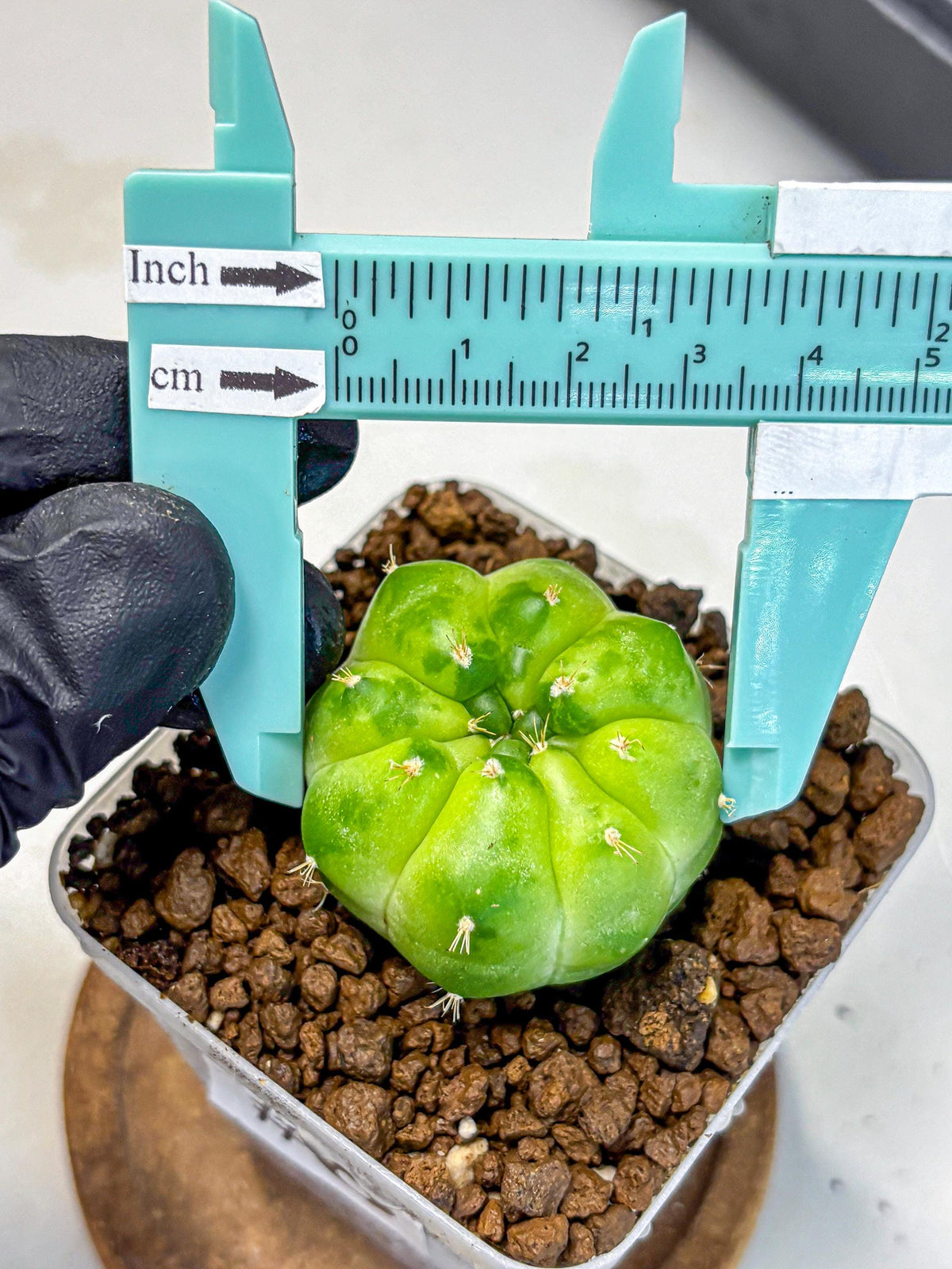 Gymnocalycium Green Marble (gy22) (8) | Hybrid Cactus