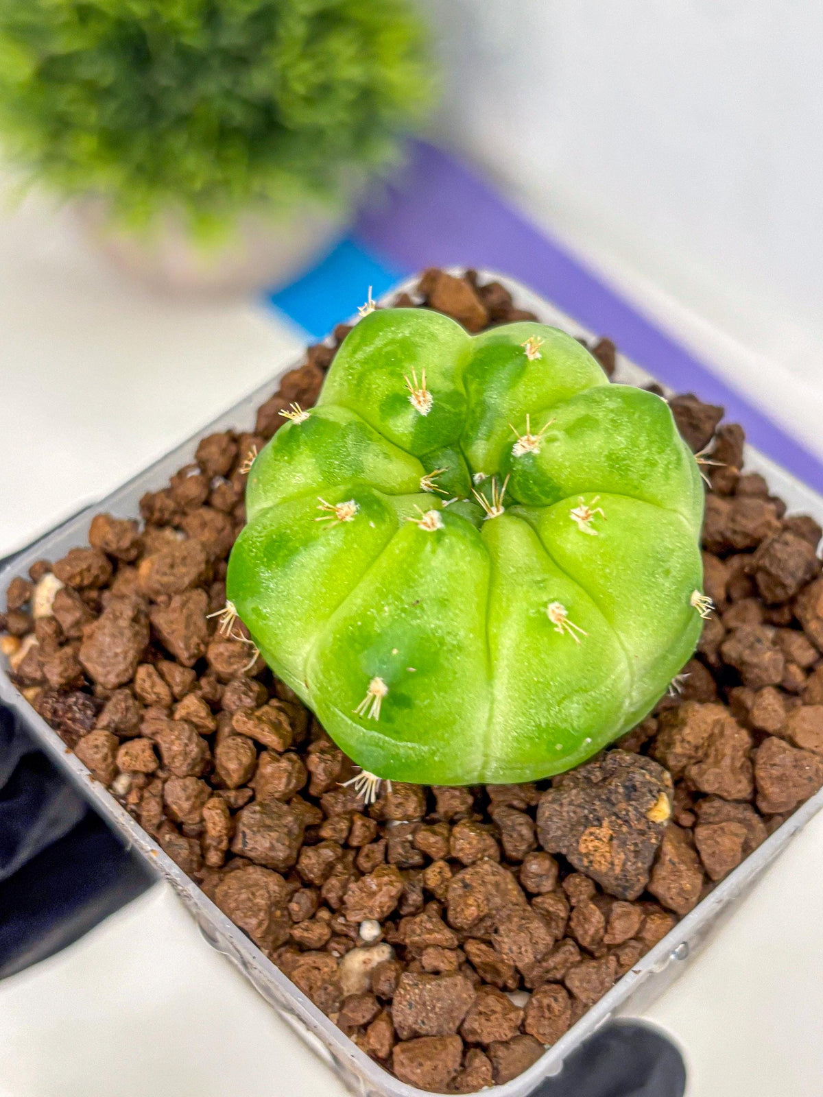 Gymnocalycium Green Marble (gy22) (8) | Hybrid Cactus