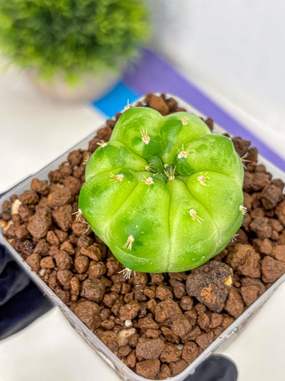Gymnocalycium Green Marble (gy22) (8) | Hybrid Cactus
