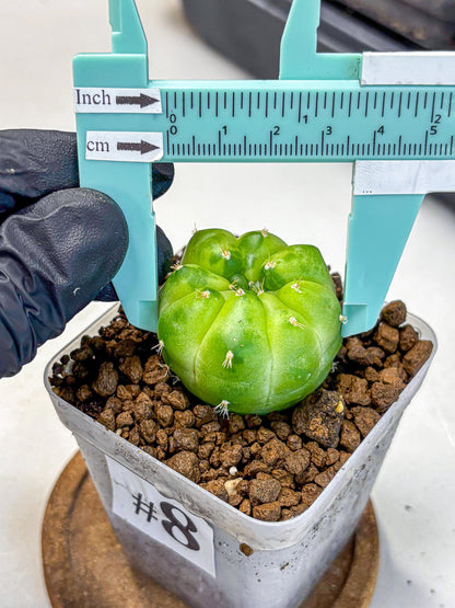 Gymnocalycium Green Marble (gy22) (8) | Hybrid Cactus