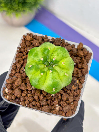 Gymnocalycium Green Marble (gy22) (8) | Hybrid Cactus