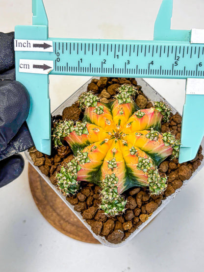 Gymnocalycium Red Chili (gy22) (18) | Special Hybrid cactus