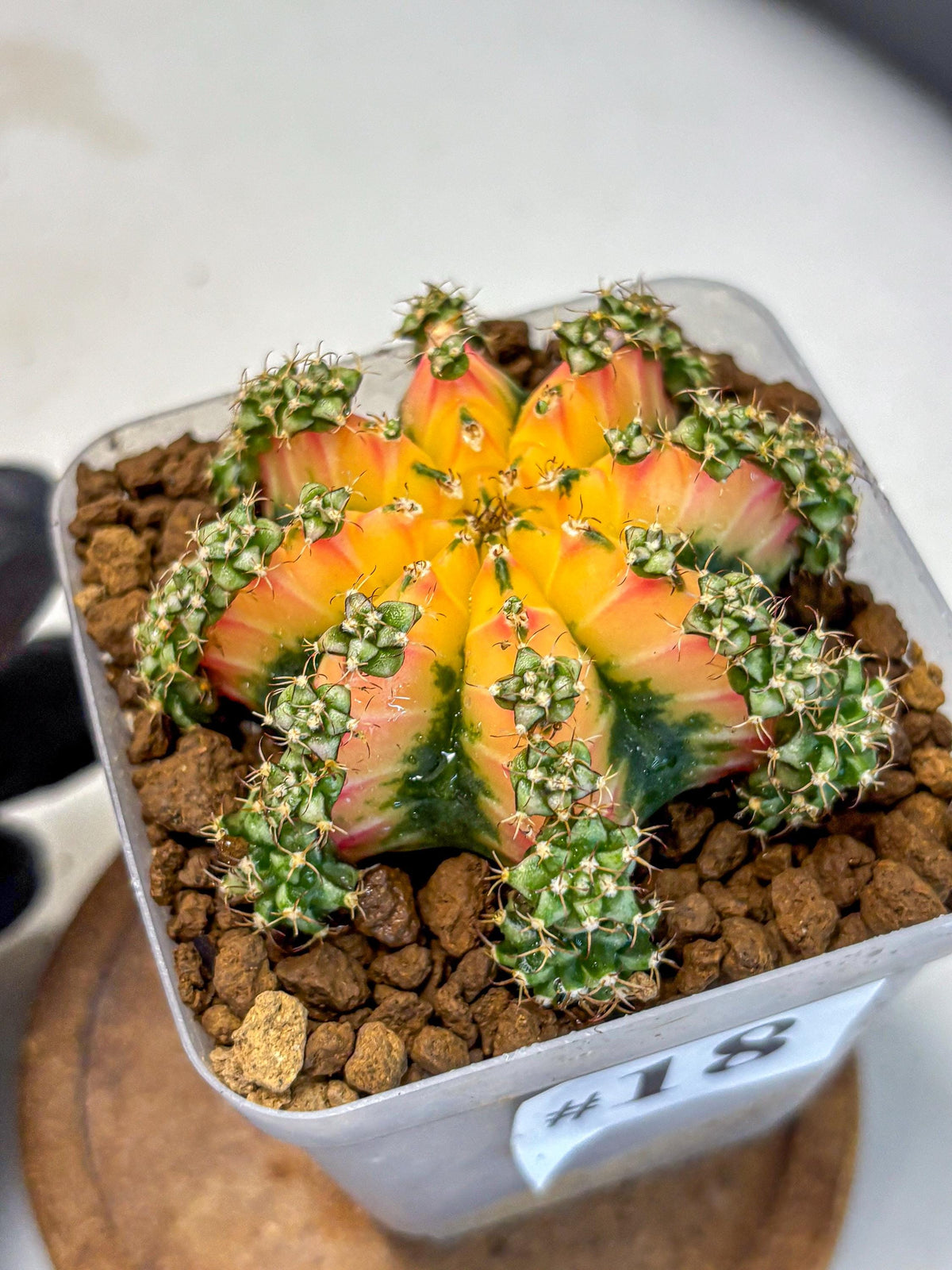 Gymnocalycium Red Chili (gy22) (18) | Special Hybrid cactus