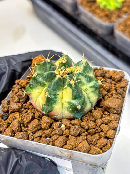 Gymnocalycium Giant Pumpkin (gy22) (9) | Special Hybrid cactus