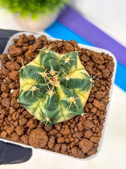 Gymnocalycium Giant Pumpkin (gy22) (9) | Special Hybrid cactus