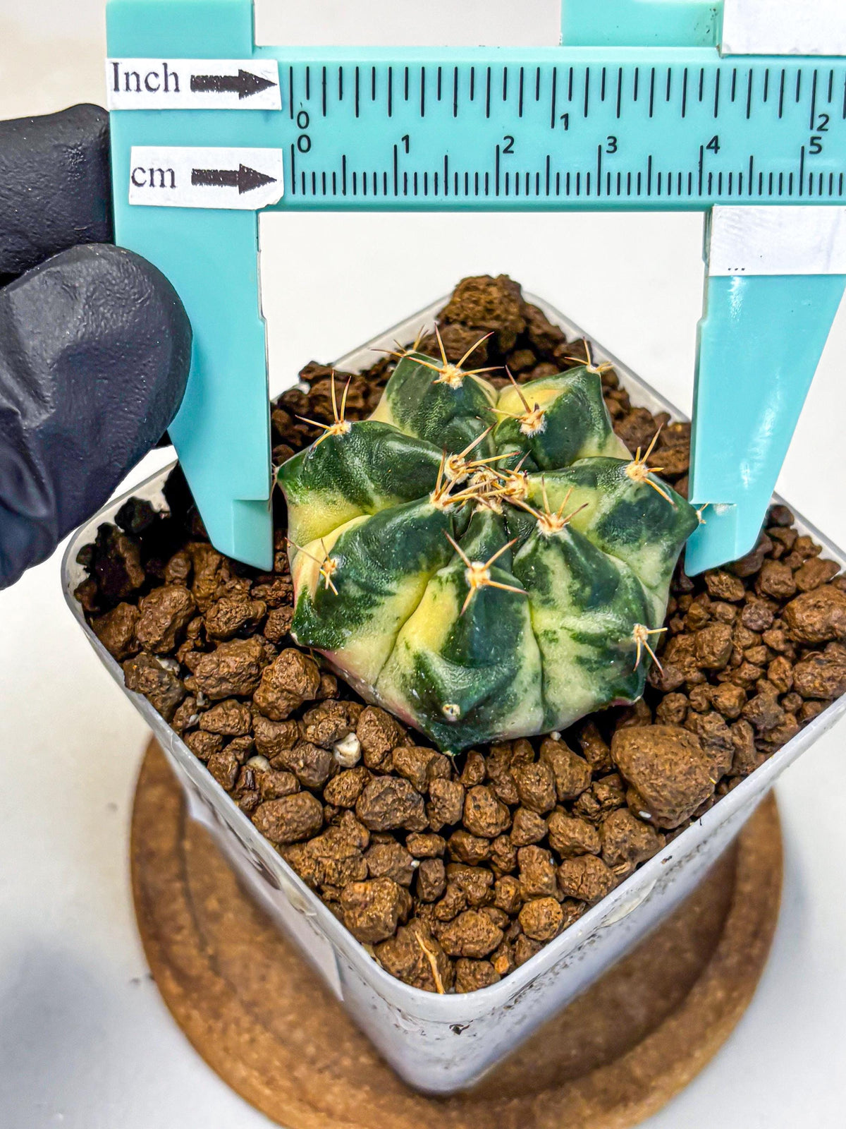 Gymnocalycium Giant Pumpkin (gy22) (9) | Special Hybrid cactus