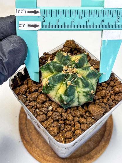 Gymnocalycium Giant Pumpkin (gy22) (9) | Special Hybrid cactus