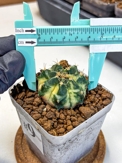 Gymnocalycium Giant Pumpkin (gy22) (9) | Special Hybrid cactus