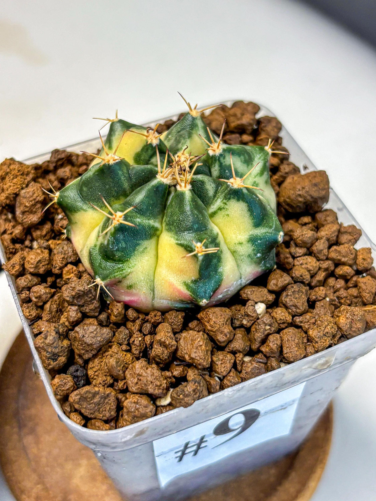 Gymnocalycium Giant Pumpkin (gy22) (9) | Special Hybrid cactus