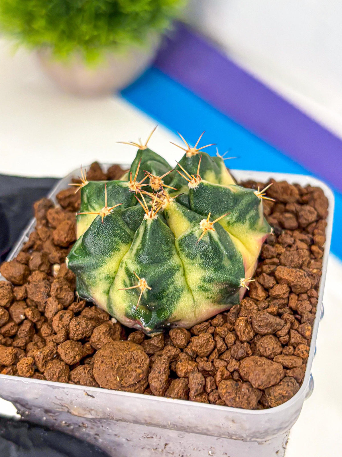 Gymnocalycium Giant Pumpkin (gy22) (9) | Special Hybrid cactus