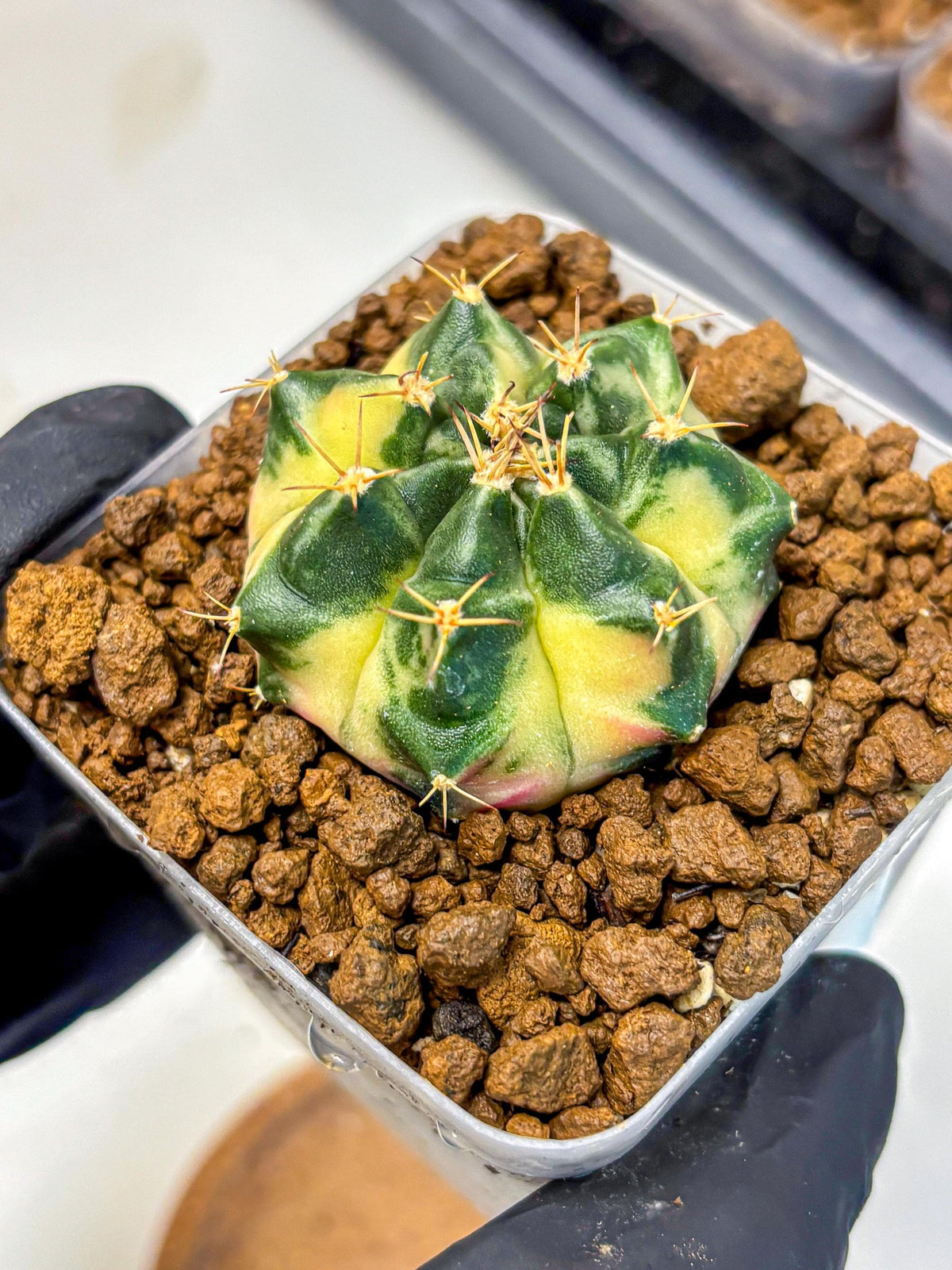 Gymnocalycium Giant Pumpkin (gy22) (9) | Special Hybrid cactus