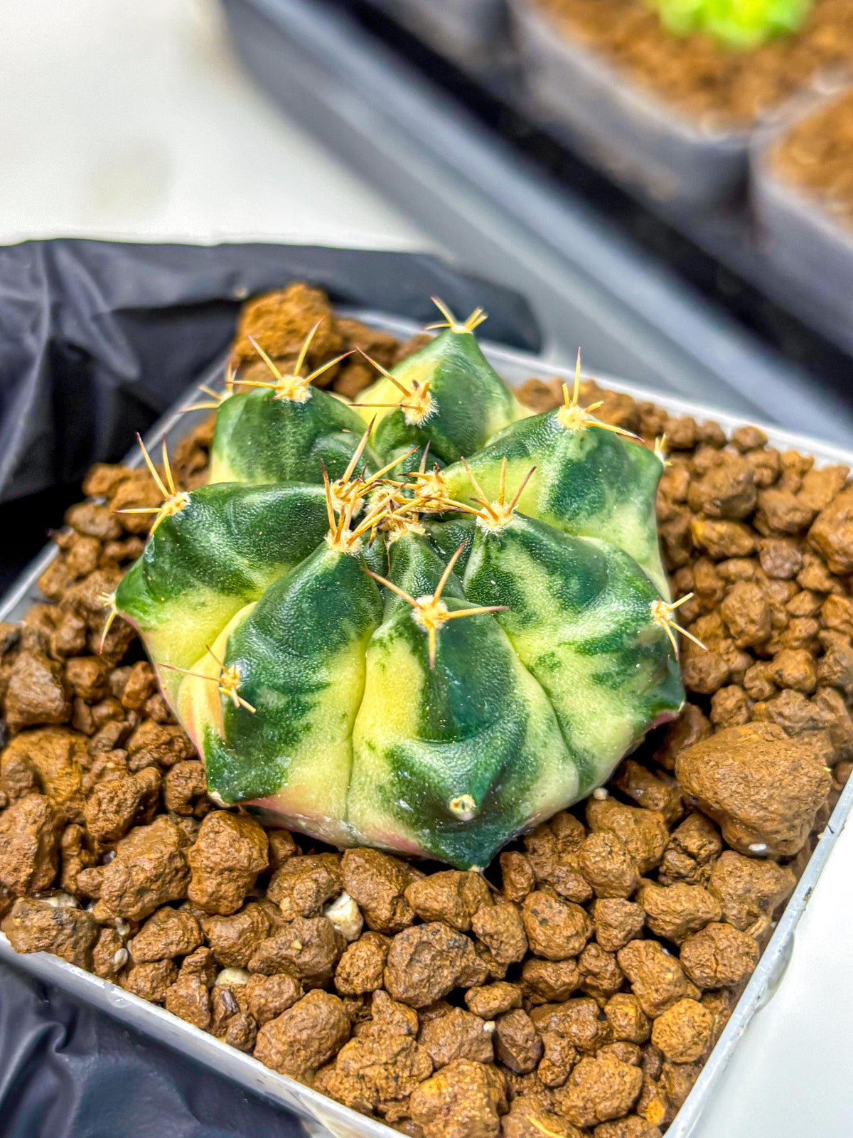 Gymnocalycium Giant Pumpkin (gy22) (9) | Special Hybrid cactus