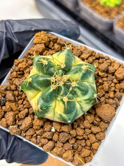 Gymnocalycium Giant Pumpkin (gy22) (9) | Special Hybrid cactus
