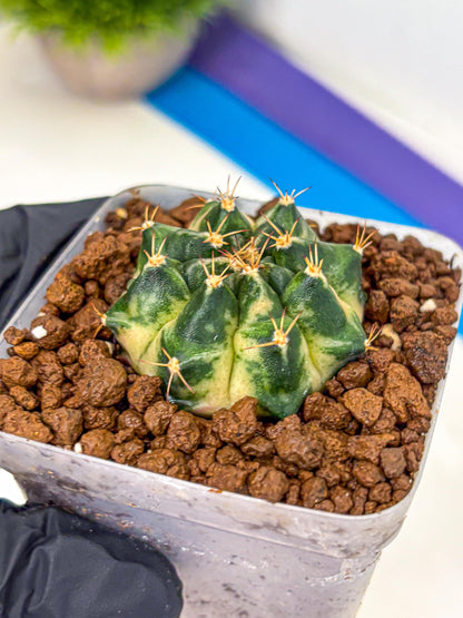 Gymnocalycium Giant Pumpkin (gy22) (10) | Special Hybrid cactus