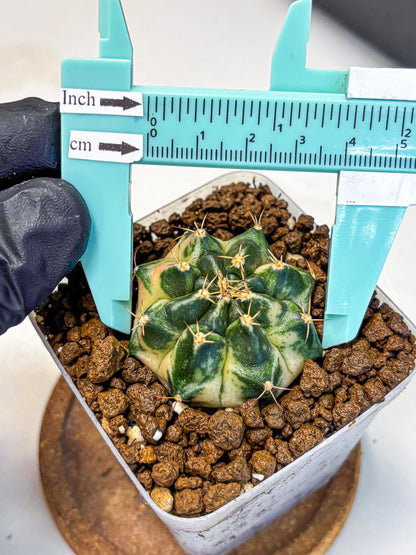 Gymnocalycium Giant Pumpkin (gy22) (10) | Special Hybrid cactus